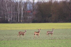 IMG_7788.JPG