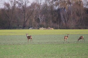 IMG_7793.JPG