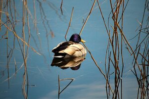 Ente (1).JPG