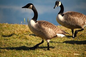 Gans (3).JPG