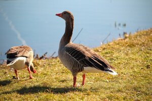 Gans (7).JPG