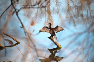 Kormoran (1).JPG