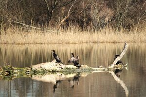 Kormoran (3).JPG