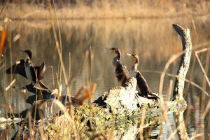 Kormoran (6).JPG