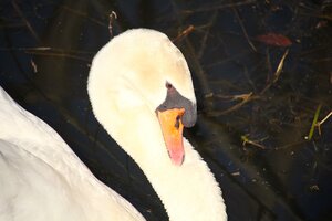 Schwan (1).JPG