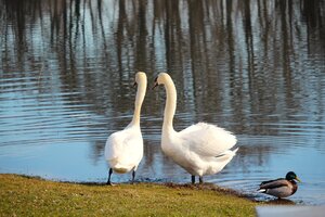 Schwan (3).JPG