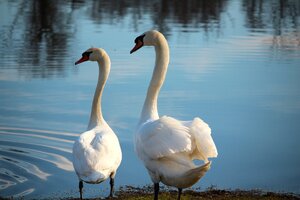 Schwan (4).JPG