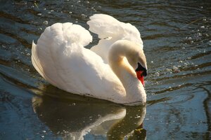 Schwan (13).JPG