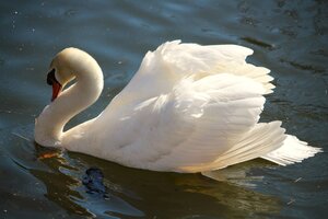 Schwan (14).JPG