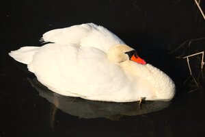 Schwan (16).JPG
