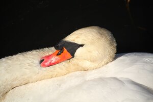 Schwan (17).JPG