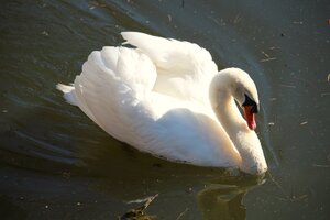 Schwan (20).JPG