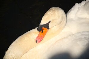 Schwan (21).JPG