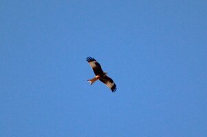 IMG_8265.JPG IMG_8265.JPG