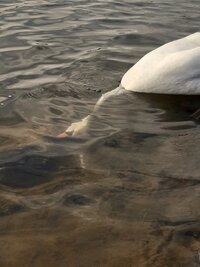Schwan (4).jpg Schwan (4).jpg