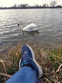 Schwan (5).jpg Schwan (5).jpg