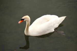 Schwan (12).JPG Schwan (12).JPG