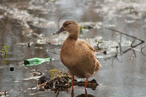 Stockente (10).JPG Stockente (10).JPG