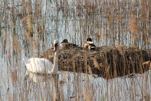 Schwan (2).JPG