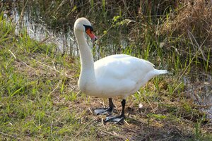 Schwan (5).JPG