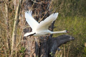 Schwan (7).JPG