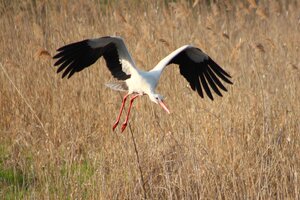 Storch (3).JPG