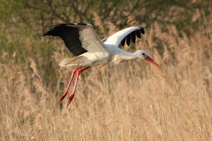 Storch (8).JPG