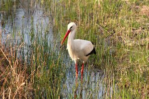 Storch (16).JPG