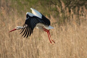 Storch (19).JPG