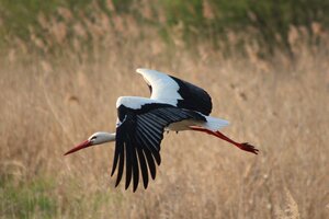 Storch (21).JPG