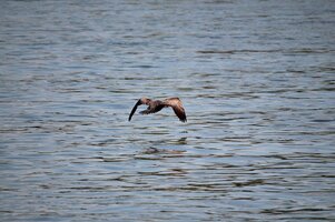 Kormoran (1).JPG