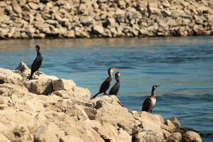 Kormoran (2).JPG