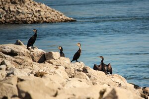 Kormoran (4).JPG