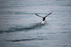 Kormoran (6).JPG