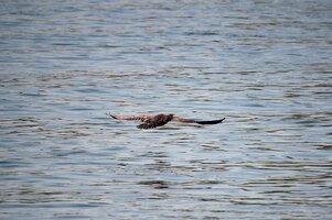 Kormoran (8).JPG