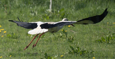 Storch03.jpg