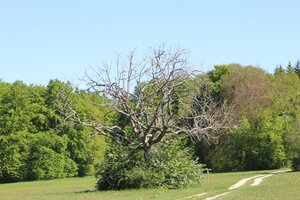 IMG_0397.JPG