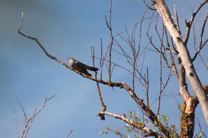 IMG_8864.JPG