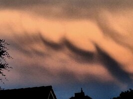Mamatus-1F.jpg