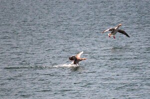 IMG_8934.JPG