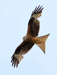 IMG_8845.jpeg