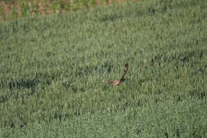 IMG_0456.JPG