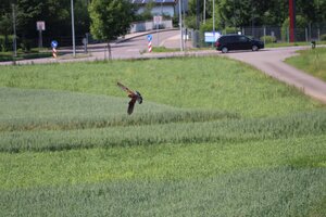 IMG_0460.JPG