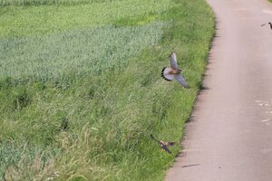 IMG_0465.JPG