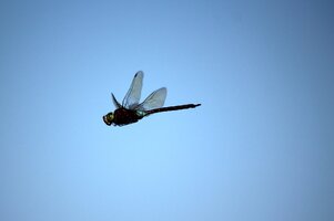 IMG_8950.JPG