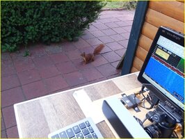 eichhoernchen1.jpg