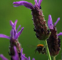 IMG_1291.JPG