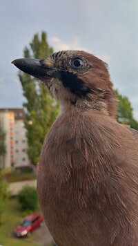 IMG_20250904_185057_HDR.jpg