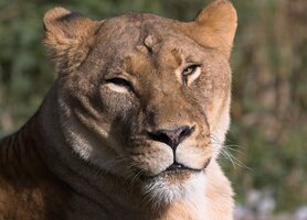 Löwe_Crop-01.jpg Löwe_Crop-01.jpg