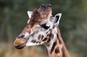 Giraffe.jpg Giraffe.jpg